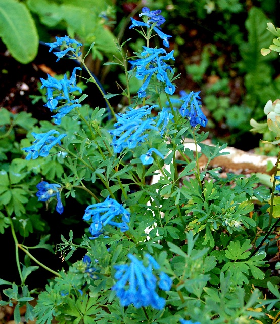 Corydalis pachycentra